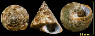 ヒメツヤエビス Calliostoma laugieri small