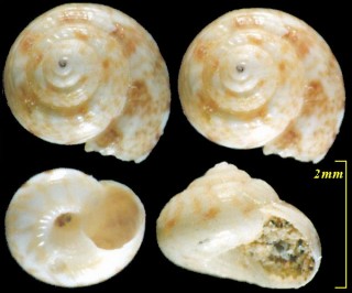 シタダミの一種 Ethminolia degregorii small
