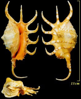 サソリガイ Lambis crocata crocata small