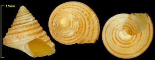 ホンキーエビス Calliostoma fonkii small