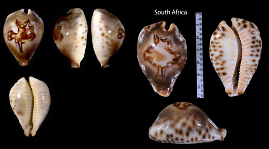リュウグウダカラ Afrozoila fultoni fultoni small
