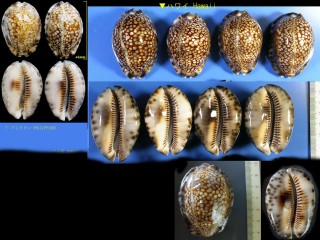 キッコウダカラ Mauritia maculifera small