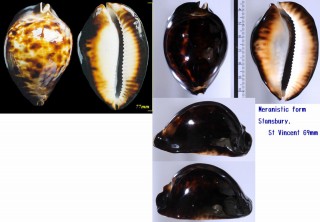 ビードロダカラ Zoila friendii thersites small