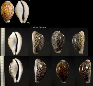 ヒョウダカラ Cypraea pantherina small