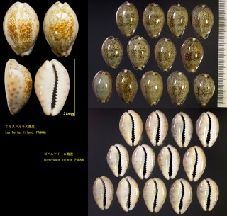ウズラダカラ Zonaria robertsi small