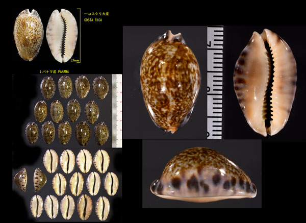 メキシコダカラ Zonaria arabicula small