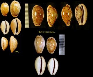 タイヨウクスミダカラ Erosaria spurca verdensium small