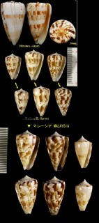 カラクサイモ 唐草芋 Conus caracteristicus small