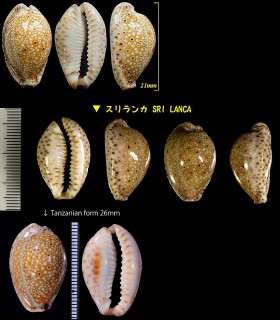 テンジクダカラ Erosaria ocellata small