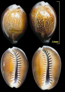 ニセハナマルユキ Erosaria caputdraconis small