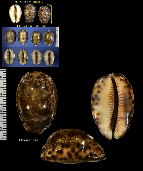 ヒメヤクシマダカラ Mauritia depressa small