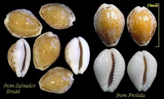 カリビアダカラ Erosaria spurca acicularis small