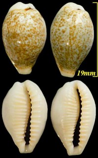 デイリトダカラ Blasicrura dayritiana small
