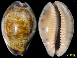 ギャンビアダカラ Zonaria zonaria gambiensis small