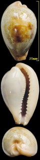 シロナツメダカラ Erronea subviridis small