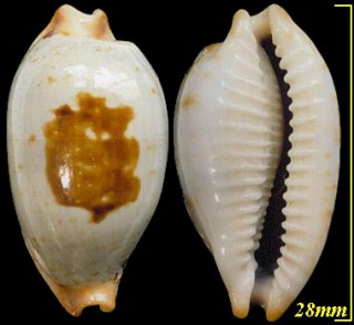 インドスソヨツメダカラ 印度裾四目宝 Bistolida stolida diauges small