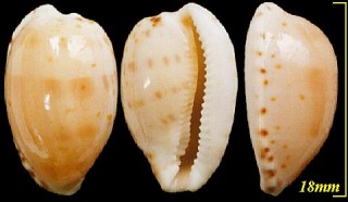 コショウダカラ Cypraea piperita small