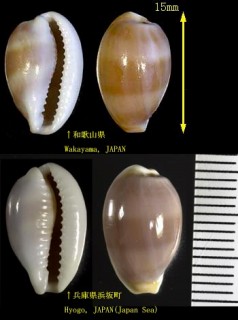 チャイロキヌタ 茶色砧 Cypraea artuffeli small