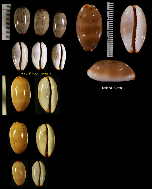 ヤナギシボリダカラ 柳絞宝 Luria isabella isabella small