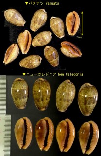 ブレジャーダカラ Erronea bregeriana small