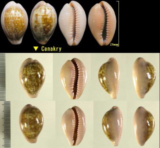 プチダカラ Zonaria pyrum petitiana small