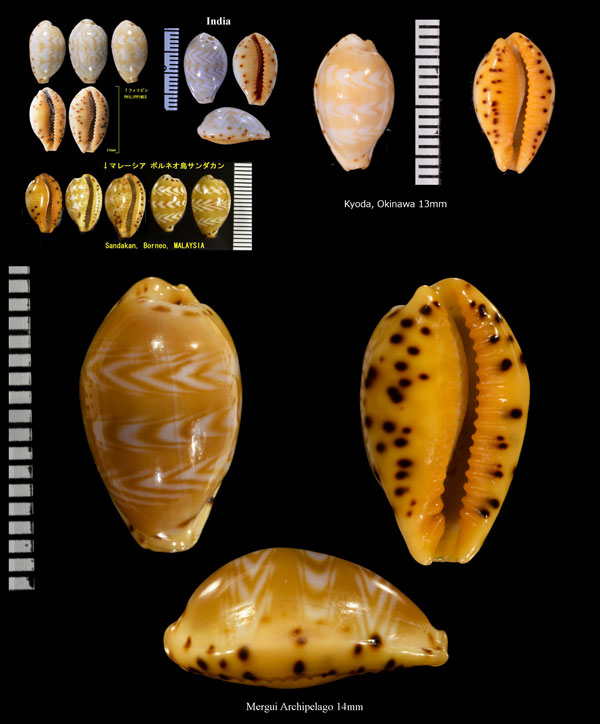 アジロダカラ 網代宝 Palmadusta ziczac small