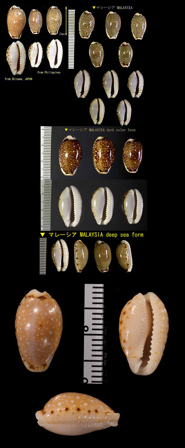 ナシジダカラ 梨地宝 Naria labrolineata small