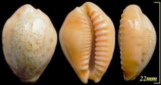 パパイアダカラ Cypraea coloba small