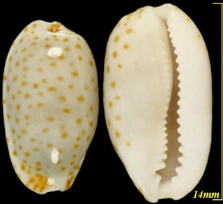 ギンボシダカラ Cypraea irrorata small