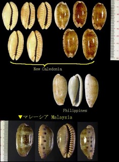 カバフダカラ Erronea caurica small