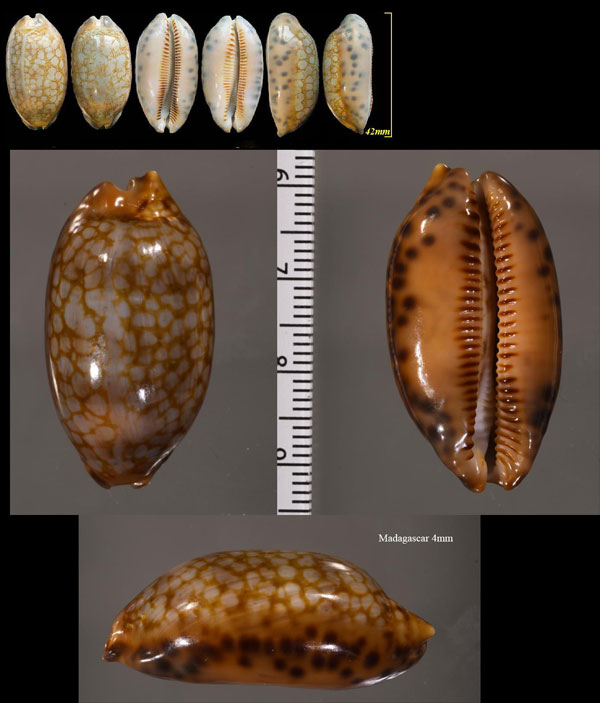 インドアミメダカラ Mauritia scurra indica small