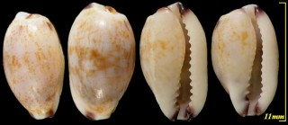 ハワイツマムラサキメダカラ Purpuradusta fimbriata unifasciata small