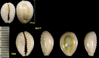 ビャクレンダカラ Erosaria obvelata small
