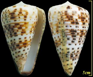 コチョウイモの一種 Conus pulcher siamensis small