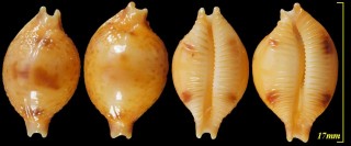 コゲチドリダカラ Pustularia bistrinotata small