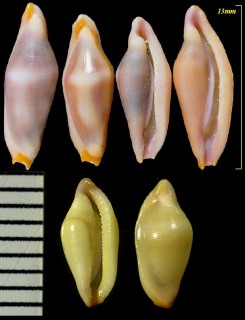 トガリケボリ Crenavolva mucronata small