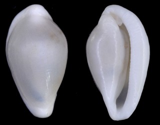 ケボリガイ 毛彫貝 Primovula concinna small