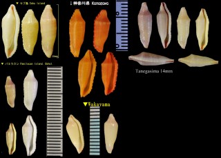 チヂワケボリ Prosimnia semperi semperi small