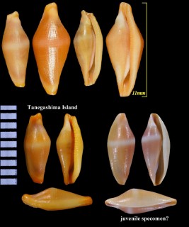 ハナアヤメケボリ Crenavolva striatula marmorata small