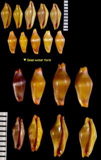 ハガタスジマキケボリ 歯形筋巻毛彫 Crenavolva striatula trailli small