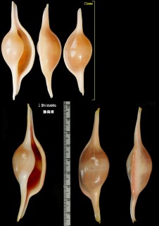 ヒガイ 杼貝 Volva volva habei small