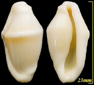 フシダカカフスボタン Cyphoma macumba small