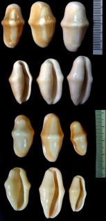 カフスボタン Cyphoma gibbosum small