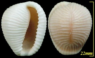 バライロスジボタンシラタマ Triviella aperta small