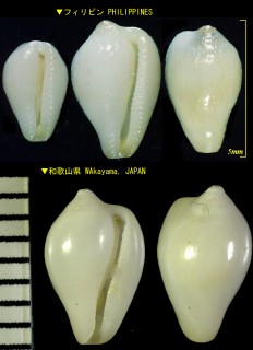 マシロザクロ Sulcerato pura small