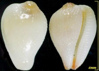 ザクロガイモドキ Eratoena sulcifera small