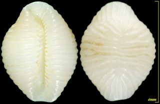 ナガレボリシラタマ Trivirostra pellucidula small