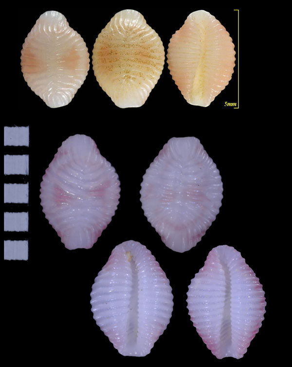 バラフシラタマ 薔薇斑白玉 Trivirostra exigua small