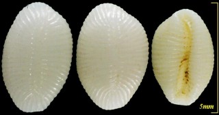 コムギツブガイ Trivirostra hordacea small