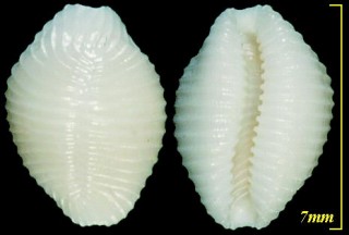 ハダカムギガイ Trivia vitrea small